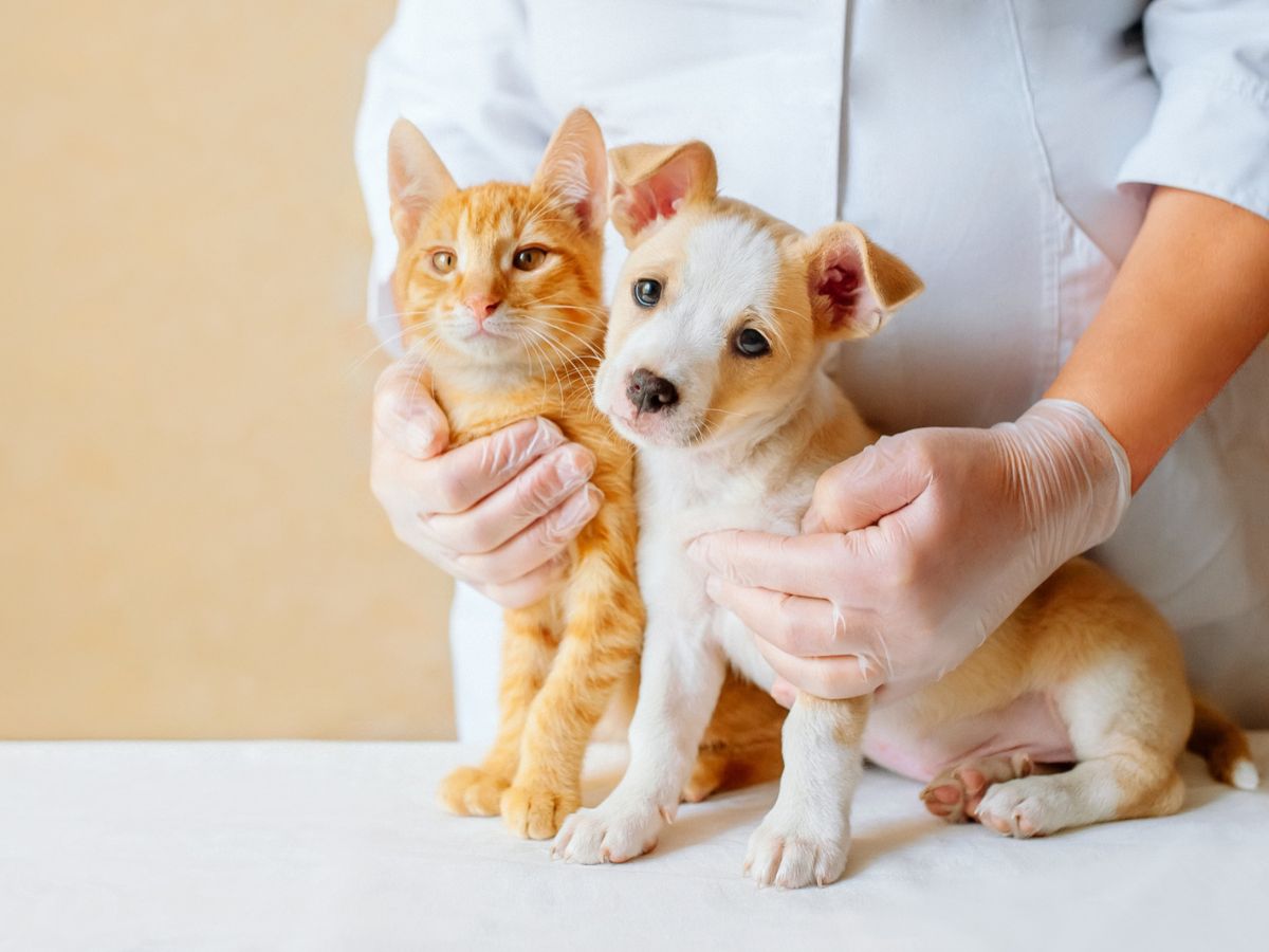 Are you looking for an emergency veterinarian in Lubbock, TX Area?